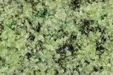 Peridot Crystals in Basalt - Arizona #340218-1